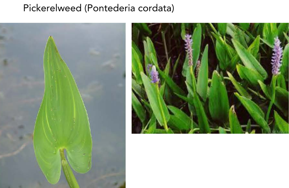 Image of Pickerelweed (Pontederia cordata)