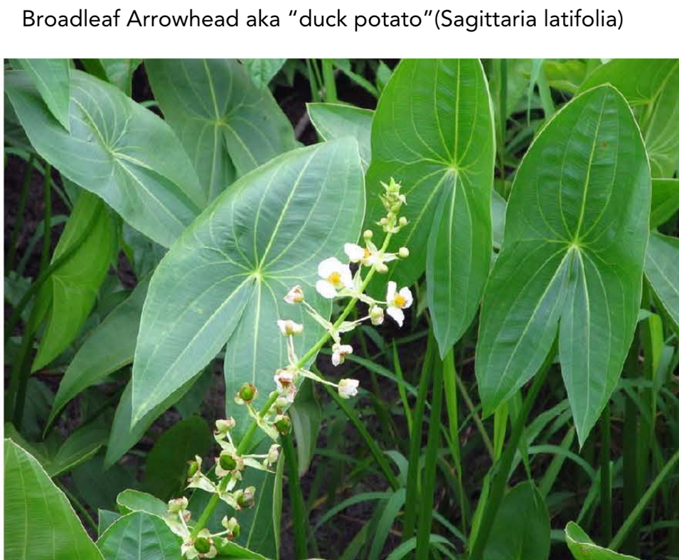 Image of Broadleaf Arrowhead aka "duck potato"