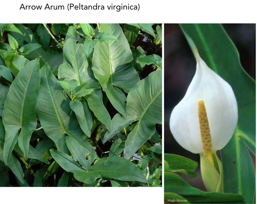 Image of Arrow Arum (Peltandra virginica)