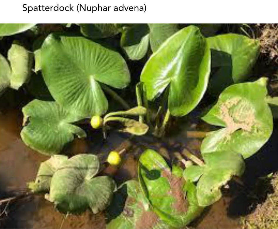 Image of Spatterdock  (Nuphar advena)